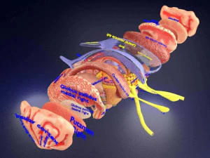 Central nervous system cortex limbic basal ganglia stem cerebel 3D Model