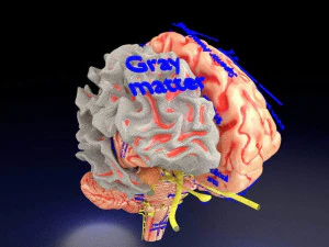 Central nervous system cortex limbic basal ganglia stem cerebel 3D Model