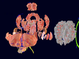 Central nervous system cortex limbic basal ganglia stem cerebel 3D Model