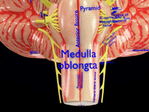 Central nervous system cortex limbic basal ganglia stem cerebel 3D 模型