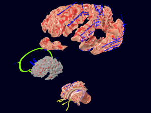 Central nervous system cortex limbic basal ganglia stem cerebel 3D 模型