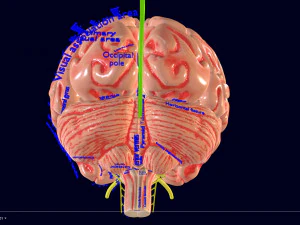 Central nervous system cortex limbic basal ganglia stem cerebel 3D Model