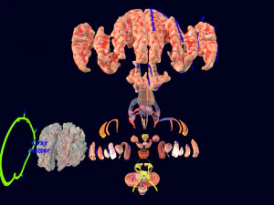 Central nervous system cortex limbic basal ganglia stem cerebel 3D Model