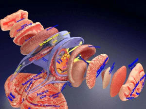 Central nervous system cortex limbic basal ganglia stem cerebel 3D Model