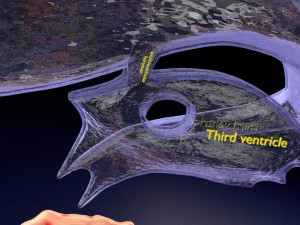 Central nervous system cortex limbic basal ganglia stem cerebel 3D 模型