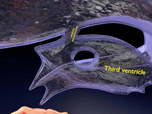 Central nervous system cortex limbic basal ganglia stem cerebel 3D Model