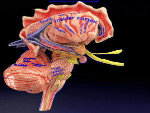 Central nervous system cortex limbic basal ganglia stem cerebel 3D 模型