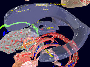 Central nervous system cortex limbic basal ganglia stem cerebel 3D 模型