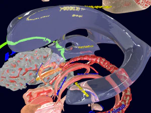 Central nervous system cortex limbic basal ganglia stem cerebel 3D Model