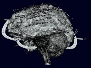 Central nervous system cortex limbic basal ganglia stem cerebel 3D Model