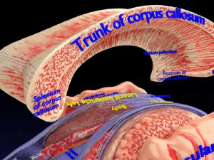 Central nervous system cortex limbic basal ganglia stem cerebel 3D Model