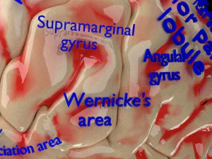 Central nervous system cortex limbic basal ganglia stem cerebel 3D Model