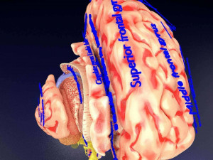 Central nervous system cortex limbic basal ganglia stem cerebel 3D 模型