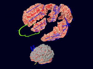 Central nervous system cortex limbic basal ganglia stem cerebel 3D 模型