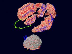 Central nervous system cortex limbic basal ganglia stem cerebel 3D Model