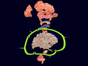 Central nervous system cortex limbic basal ganglia stem cerebel 3D 模型