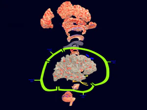 Central nervous system cortex limbic basal ganglia stem cerebel 3D Model