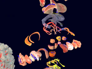 Central nervous system cortex limbic basal ganglia stem cerebel 3D Model