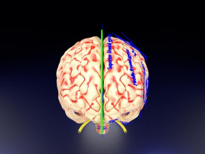 Central nervous system cortex limbic basal ganglia stem cerebel 3D 模型