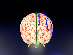 Central nervous system cortex limbic basal ganglia stem cerebel 3D Model
