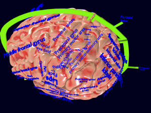 Central nervous system cortex limbic basal ganglia stem cerebel 3D 模型