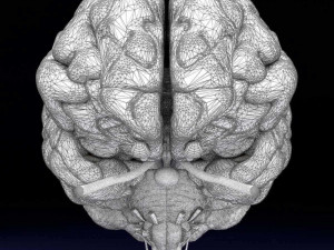 Central nervous system cortex limbic basal ganglia stem cerebel 3D 模型