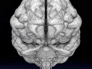 Central nervous system cortex limbic basal ganglia stem cerebel 3D Model
