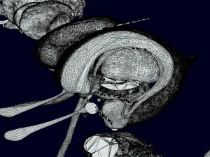 Central nervous system cortex limbic basal ganglia stem cerebel 3D Model