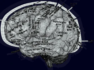 Central nervous system cortex limbic basal ganglia stem cerebel 3D Model
