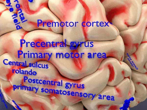 Central nervous system cortex limbic basal ganglia stem cerebel 3D Model