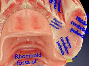 Central nervous system cortex limbic basal ganglia stem cerebel 3D 模型