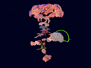 Central nervous system cortex limbic basal ganglia stem cerebel 3D Model
