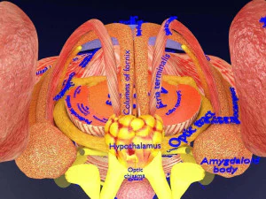 Central nervous system cortex limbic basal ganglia stem cerebel 3D Model