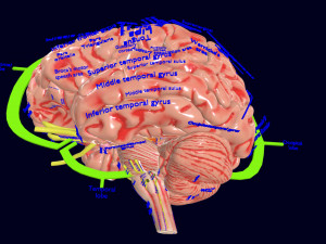 Central nervous system cortex limbic basal ganglia stem cerebel 3D 模型