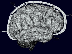 Central nervous system cortex limbic basal ganglia stem cerebel 3D 模型