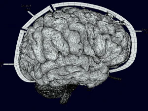Central nervous system cortex limbic basal ganglia stem cerebel 3D Model