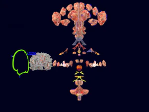 Central nervous system cortex limbic basal ganglia stem cerebel 3D Model