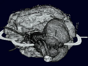Central nervous system cortex limbic basal ganglia stem cerebel 3D Model