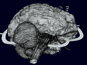 Central nervous system cortex limbic basal ganglia stem cerebel 3D 模型