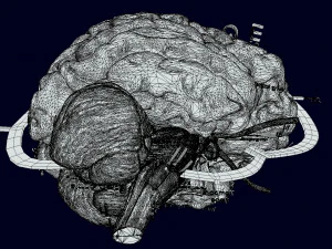 Central nervous system cortex limbic basal ganglia stem cerebel 3D Model