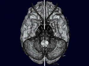 Central nervous system cortex limbic basal ganglia stem cerebel 3D Model