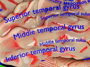 Central nervous system cortex limbic basal ganglia stem cerebel 3D Model