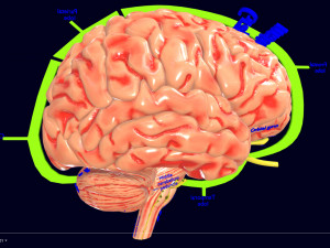 Central nervous system cortex limbic basal ganglia stem cerebel 3D 模型
