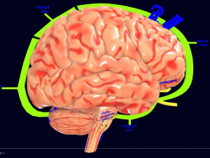 Central nervous system cortex limbic basal ganglia stem cerebel 3D Model