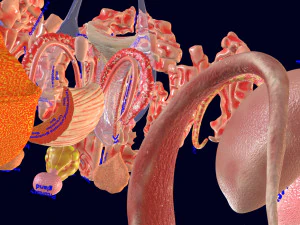 Central nervous system cortex limbic basal ganglia stem cerebel 3D Model