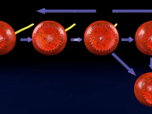Age-related macular degeneration AMD ARMD detailed labelled animated model 3D 3D Model