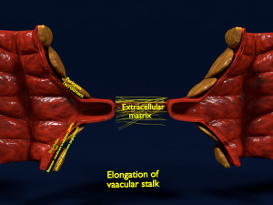 3D Angiogenesis Model 3D