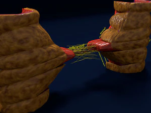 3D Angiogenesis 3D Model