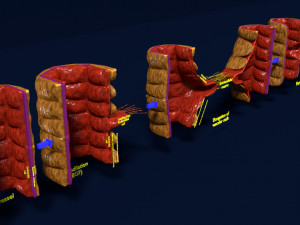 3D Angiogenesis Model 3D