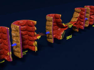 3D Angiogenesis 3D Model